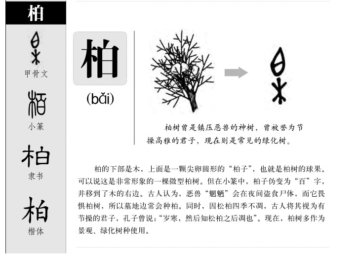 柏字五行属什么-柏字起名的寓意-柏字意思