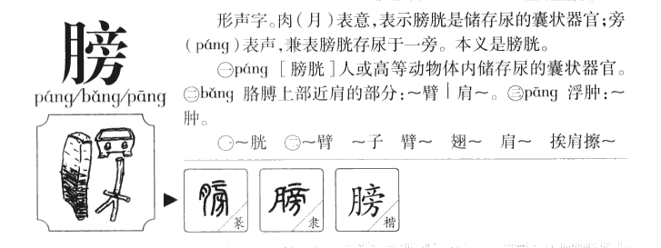 膀字五行属什么-膀字起名的寓意-膀字意思