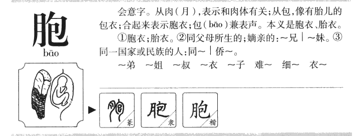 胞字五行属什么-胞字起名的寓意-胞字意思