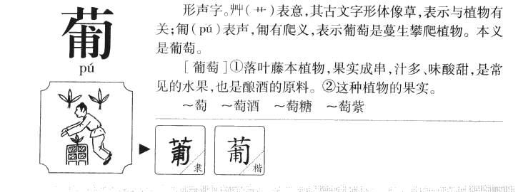 葡字五行属什么-葡字起名的寓意-葡字意思