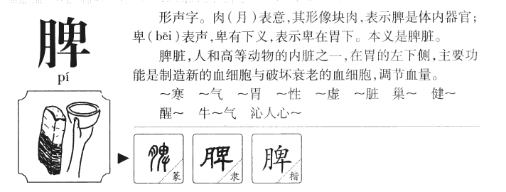脾字五行属什么-脾字起名的寓意-脾字意思