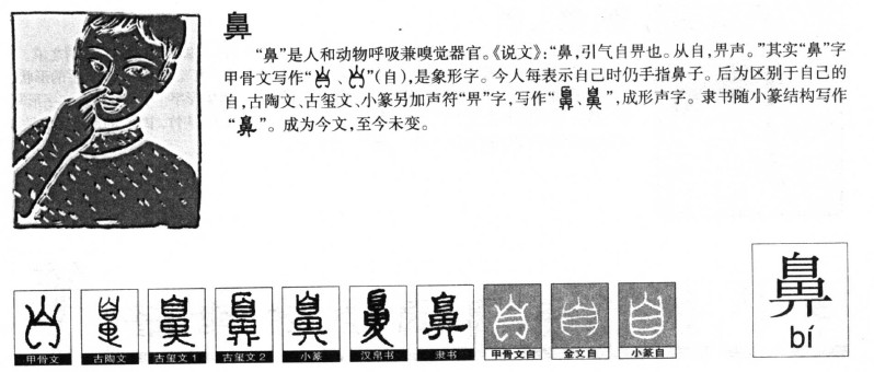 鼻字五行属什么-鼻字起名的寓意-鼻字意思