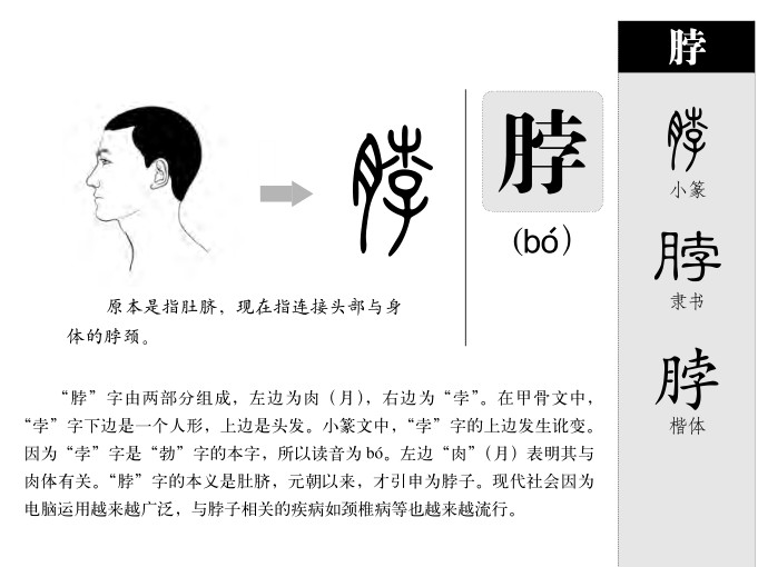 脖字五行属什么-脖字起名的寓意-脖字意思