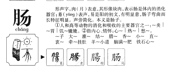 肠字五行属什么-肠字起名的寓意-肠字意思