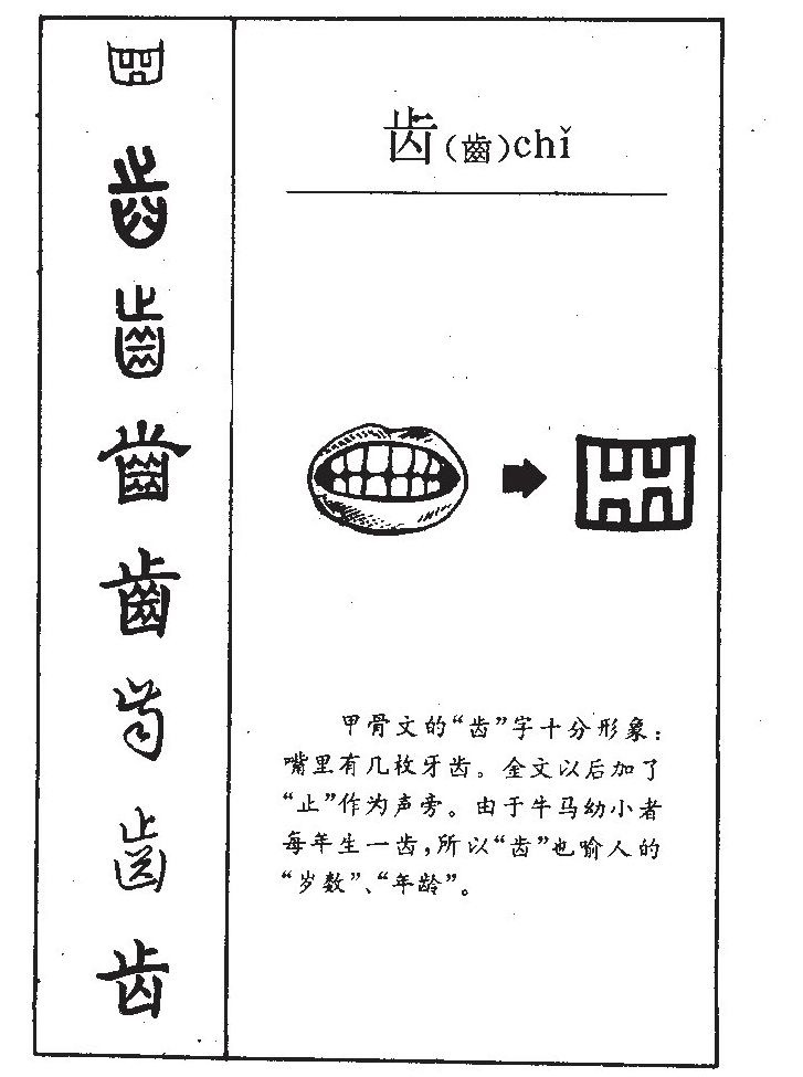 齿字五行属什么-齿字起名的寓意-齿字意思