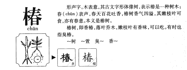 椿字五行属什么-椿字起名的寓意-椿字意思