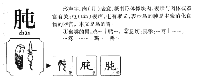 肫字五行属什么-肫字起名的寓意-肫字意思