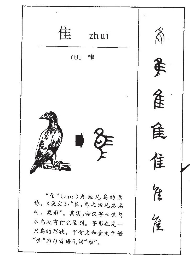 隹字五行属什么-隹字起名的寓意-隹字意思