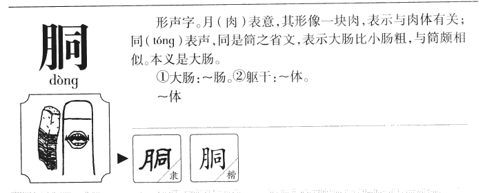 胴字五行属什么-胴字起名的寓意-胴字意思