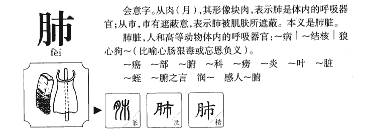 肺字五行属什么-肺字起名的寓意-肺字意思