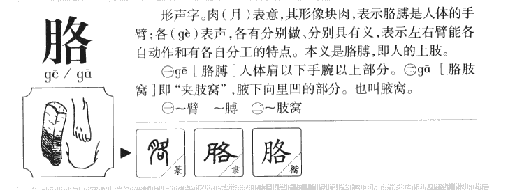 胳字五行属什么-胳字起名的寓意-胳字意思