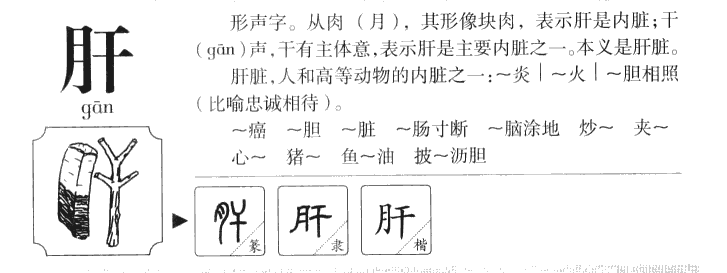 肝字五行属什么-肝字起名的寓意-肝字意思