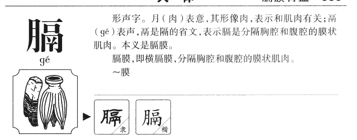 膈字五行属什么-膈字起名的寓意-膈字意思