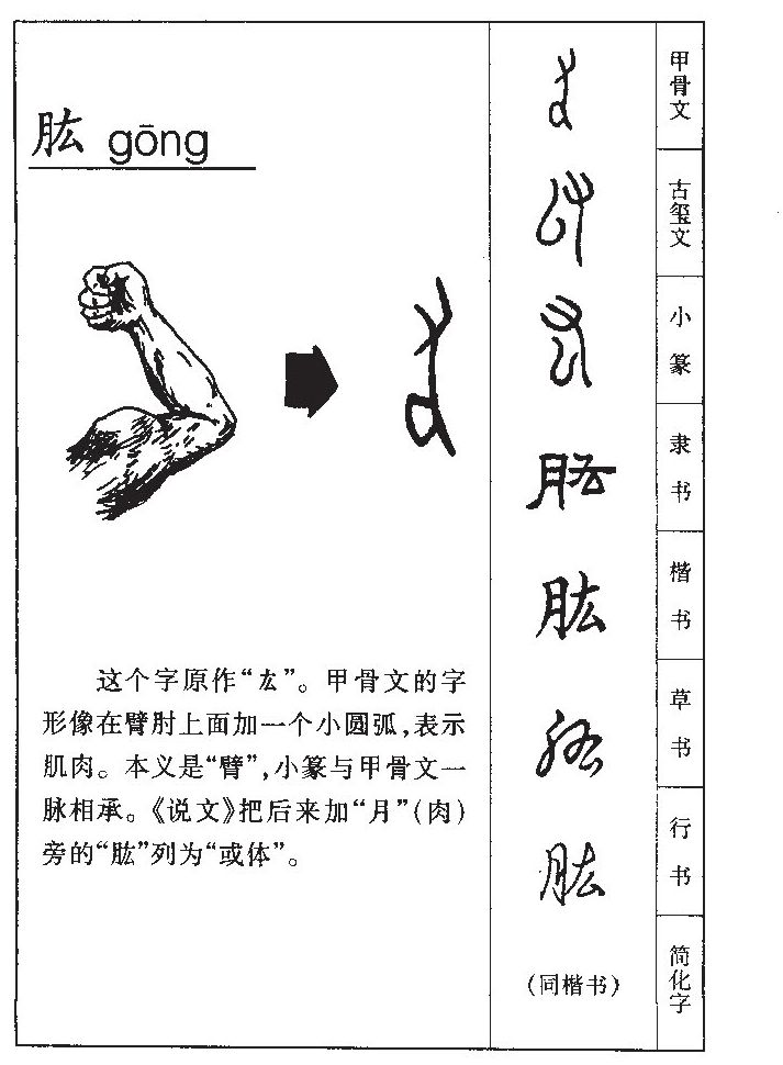 肱字五行属什么-肱字起名的寓意-肱字意思