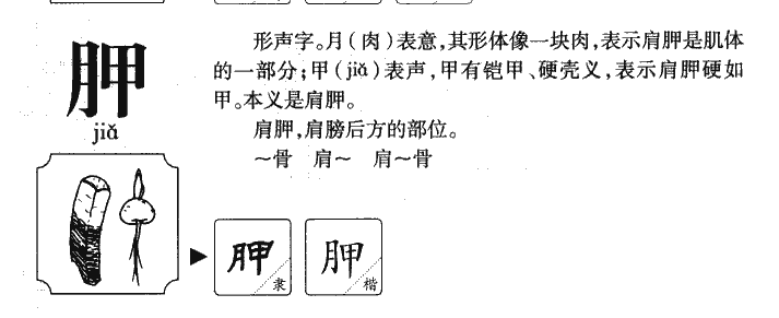 胛字五行属什么-胛字起名的寓意-胛字意思