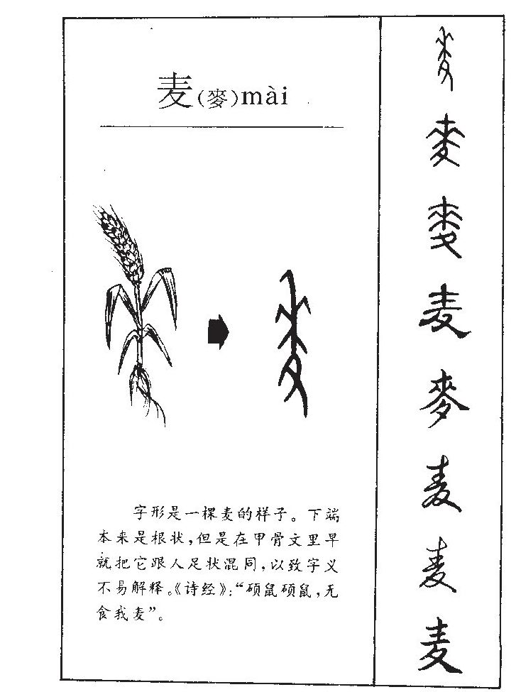 麦字五行属什么-麦字起名的寓意-麦字意思