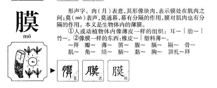 膜字五行属什么-膜字起名的寓意-膜字意思