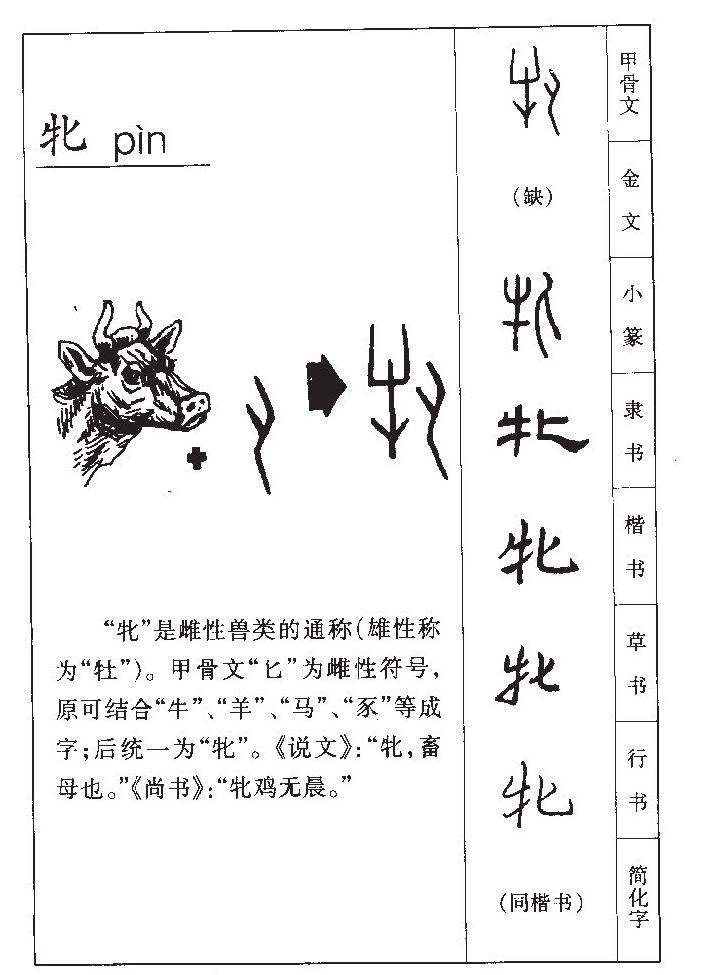 牝字五行属什么-牝字起名的寓意-牝字意思