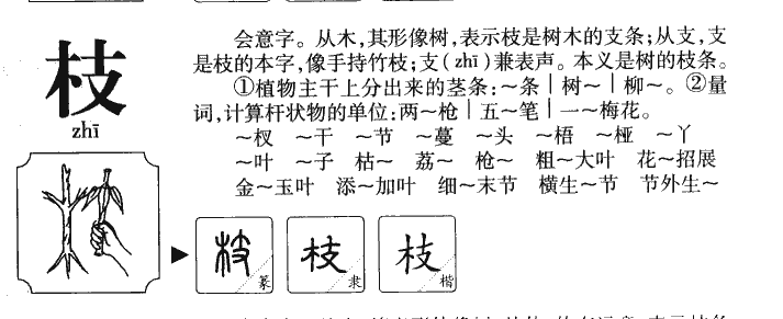 枝字五行属什么-枝字起名的寓意-枝字意思