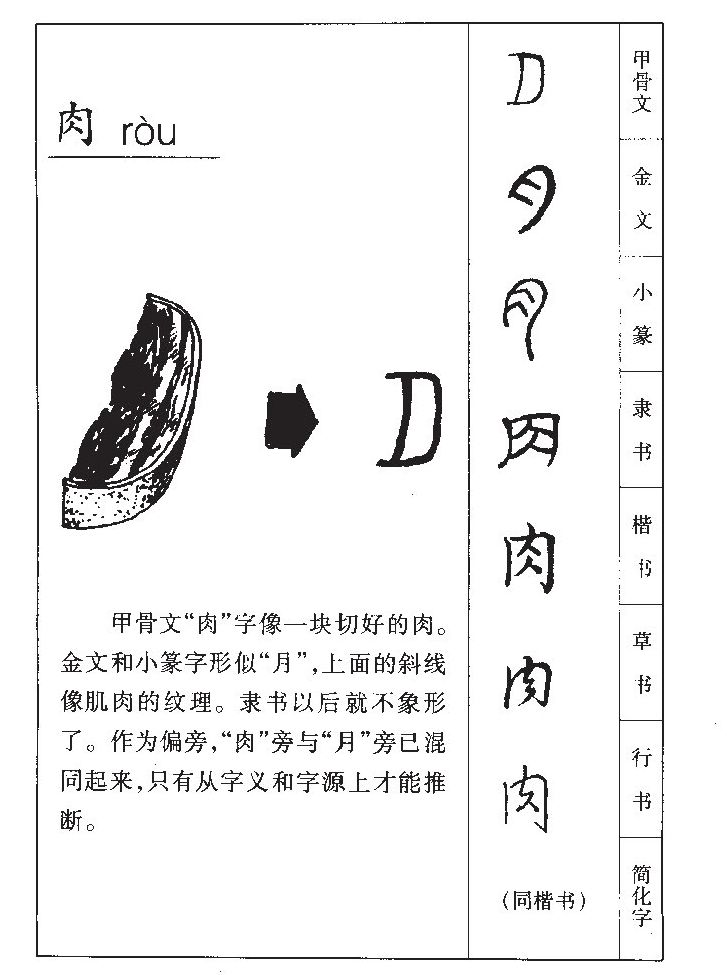 肉字五行属什么-肉字起名的寓意-肉字意思