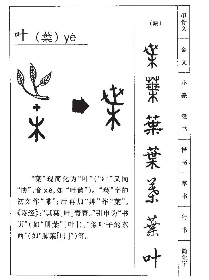 叶字五行属什么-叶字起名的寓意-叶字意思
