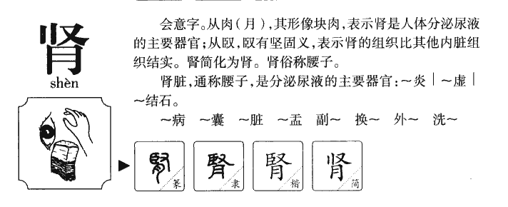 肾字五行属什么-肾字起名的寓意-肾字意思
