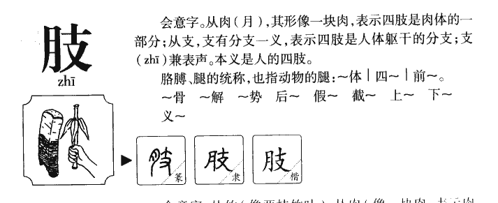 肢字五行属什么-肢字起名的寓意-肢字意思