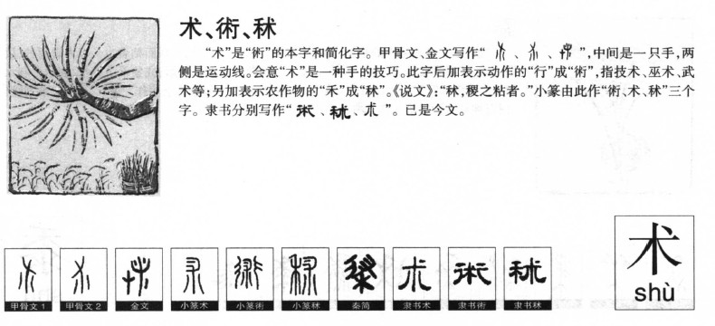 术字五行属什么-术字起名的寓意-术字意思