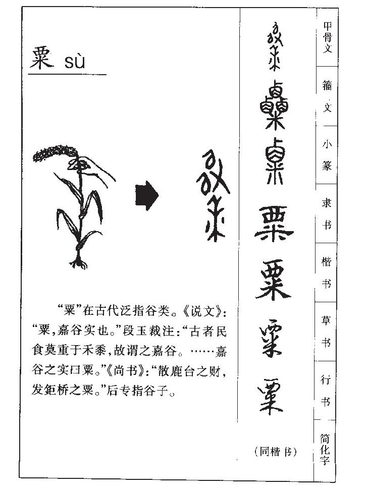 粟字五行属什么-粟字起名的寓意-粟字意思