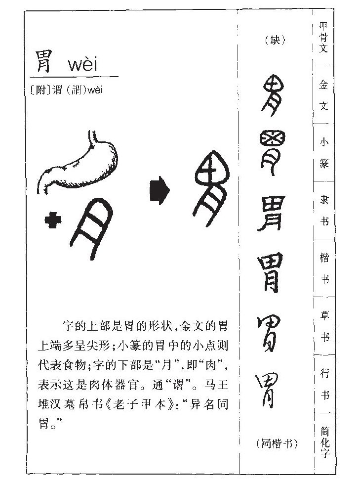 胃字五行属什么-胃字起名的寓意-胃字意思