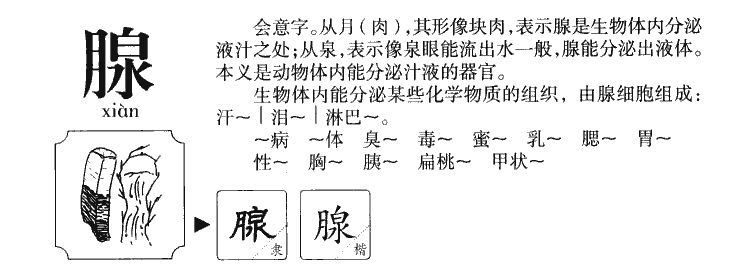 腺字五行属什么-腺字起名的寓意-腺字意思