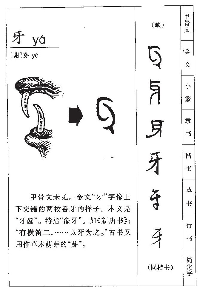 牙字五行属什么-牙字起名的寓意-牙字意思
