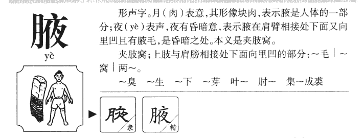 腋字五行属什么-腋字起名的寓意-腋字意思