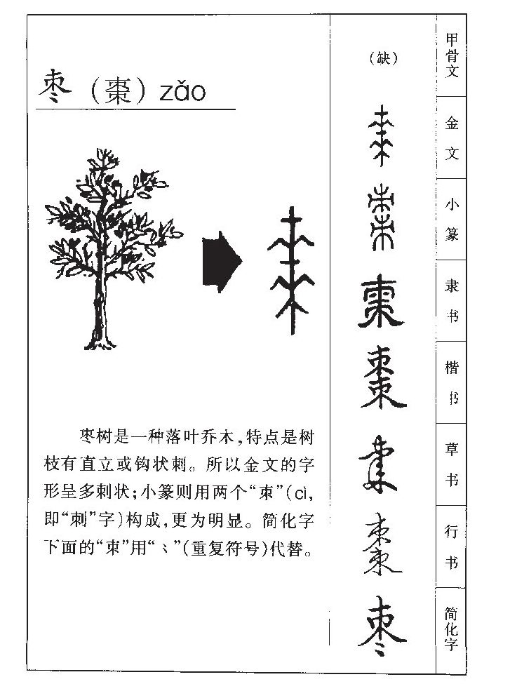 枣字五行属什么-枣字起名的寓意-枣字意思